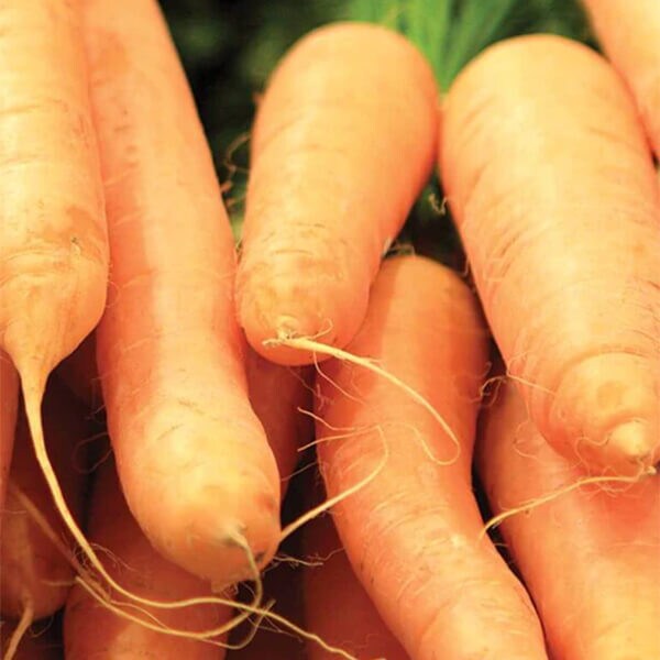 Carrot Seeds - West Coast Seeds